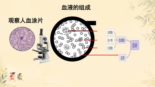 初中生物学人教版（新课程标准）七年级下册4.4.1流动的组织──血液课件(共22张PPT)