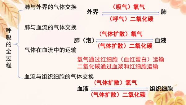 人教版（新课标）七下生物第四单元第一至三章复习课件(共34张PPT)