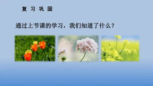 【同步课件】2.花的学校 课件（2课时）