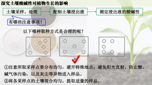 跨学科实践活动9  探究土壤酸碱性对植物生长的影响课件(共33张PPT)