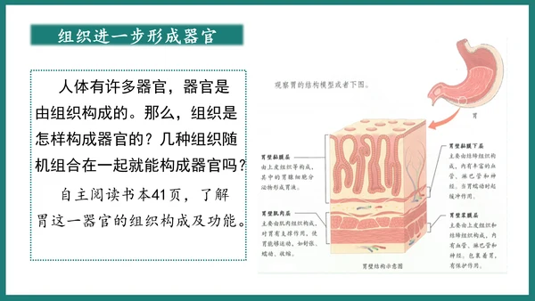 第一单元第三章从细胞到生物体（复习课件）-七年级生物上册同步教学精制课件（人教版2024）(共44张