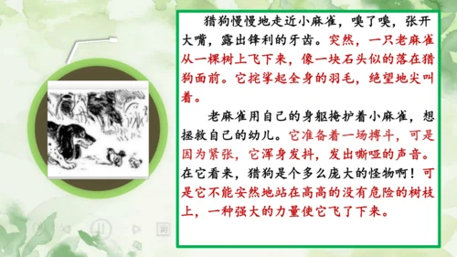 16 麻雀   课件
