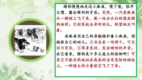 16 麻雀   课件