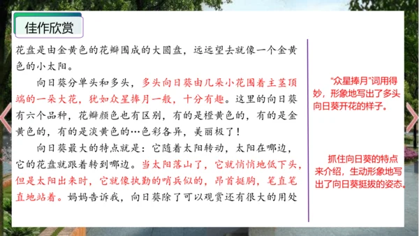 统编版三年级语文下册单元作文能力提升第一单元+习作：我的植物朋友（教学课件）