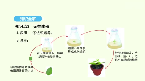 7.1.1植物的生殖课件-人教版生物八年级下册(共33张PPT)