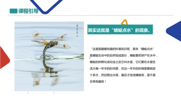 蜻蜓飞飞