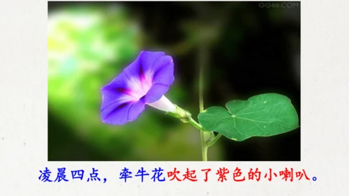 13《花钟》（课件）