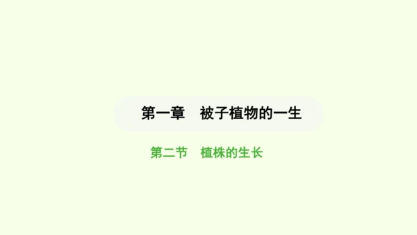 第三单元-第一章-第二节-植株的生长课件-2024-2025学年七年级生物下学期人教版(2024)(