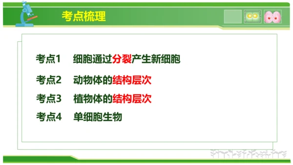 第三章从细胞到生物体（串讲课件）-七年级生物上学期期中考点大串讲（人教版2024）(共40张PPT)