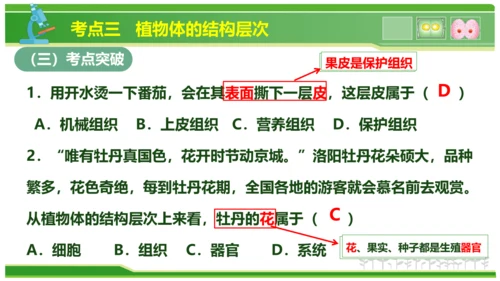 第三章从细胞到生物体（串讲课件）-七年级生物上学期期中考点大串讲（人教版2024）(共40张PPT)