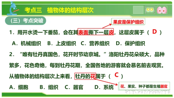 第三章从细胞到生物体（串讲课件）-七年级生物上学期期中考点大串讲（人教版2024）(共40张PPT)