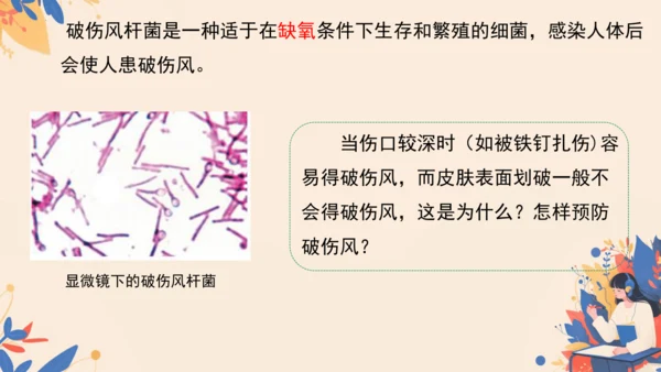 2.3.2细菌课件2024-2025学年人教版生物七年级上册(共18张PPT)