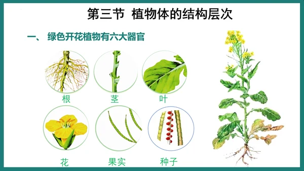 第一单元第三章从细胞到生物体（复习课件）-七年级生物上册同步教学精制课件（人教版2024）(共44张