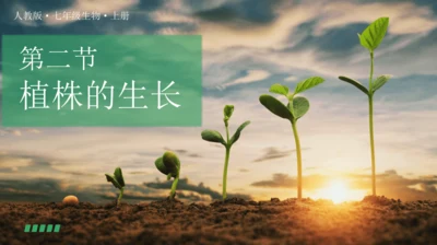 3.2.2 植株的生长课件(共20张PPT)