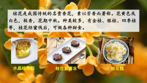 3.桂花雨  课件