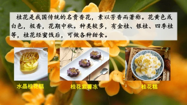 3.桂花雨  课件