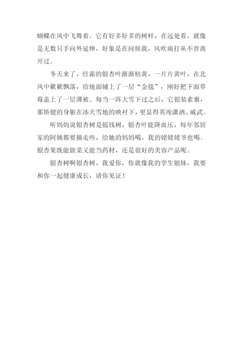 有关银杏树的作文.docx