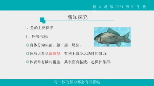 人教版生物七年级上册2.2.2《脊椎动物》（第1课时）课件(共42张PPT)+视频素材