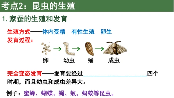 八下 第七单元复习课件(共58张PPT)