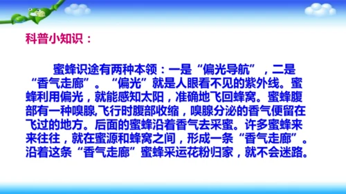 14《蜜蜂》课件
