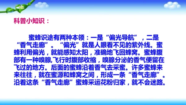 14《蜜蜂》课件