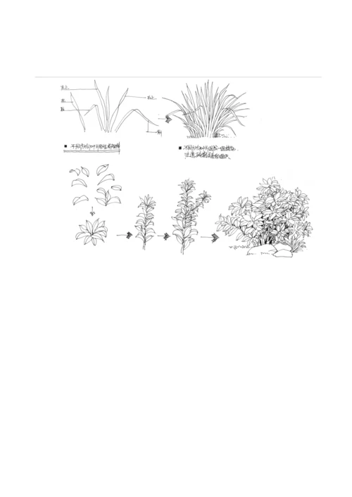 风景园林植物手绘技法.docx