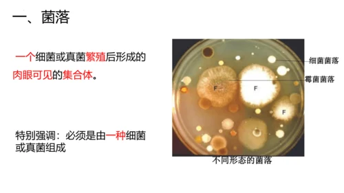 人教版生物八年级上册5.4.1《细菌和真菌的分布》课件(共22张PPT)
