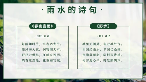 绿色实景森林二十四节气雨水节气带内容PPT模板