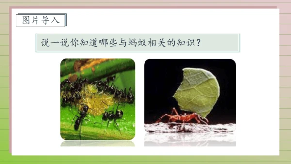 【课堂无忧】11. 一块奶酪 任务型教学（课件）