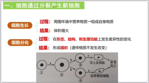 【2023秋人教七上生物期中复习考点梳理串讲+临考押题】第二章 细胞怎样构成生物体（串讲课件）(共2