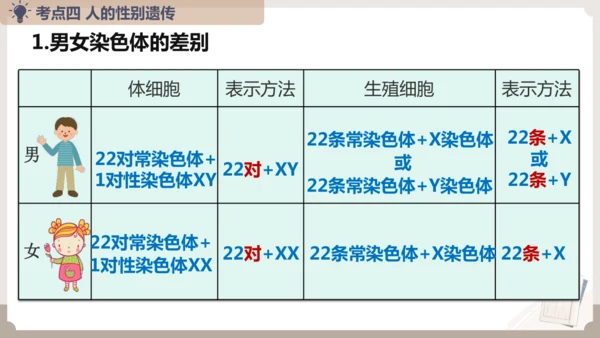 复习专题六生物的遗传与变异（串讲课件）-八年级生物上学期期末考点大串讲（人教版）(共23张PPT)