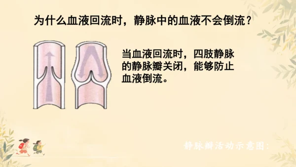 初中生物学人教版（新课程标准）七年级下册4.4.2 血流的管道──血管