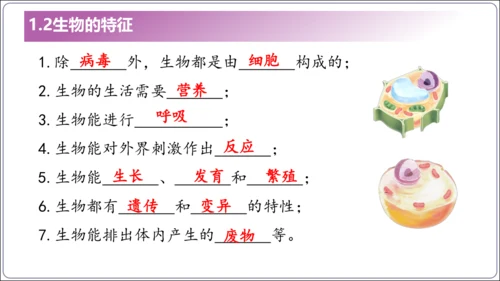 1.1&1.2 认识生物和细胞（复习课件）【2024人教新版七上生物高效完全备课】(共44张PPT)