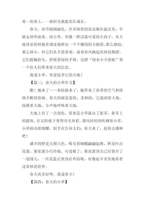 春天的小草作文300字.docx