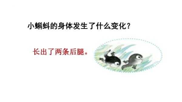 1《小蝌蚪找妈妈 》课件