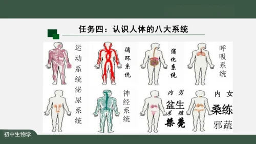 2.2.2 动物体的结构层次 课件（共24张PPT）