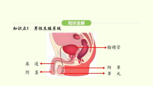 第四单元-第一章-第一节 人的生殖课件-2024-2025学年七年级生物下学期人教版(2024)(共