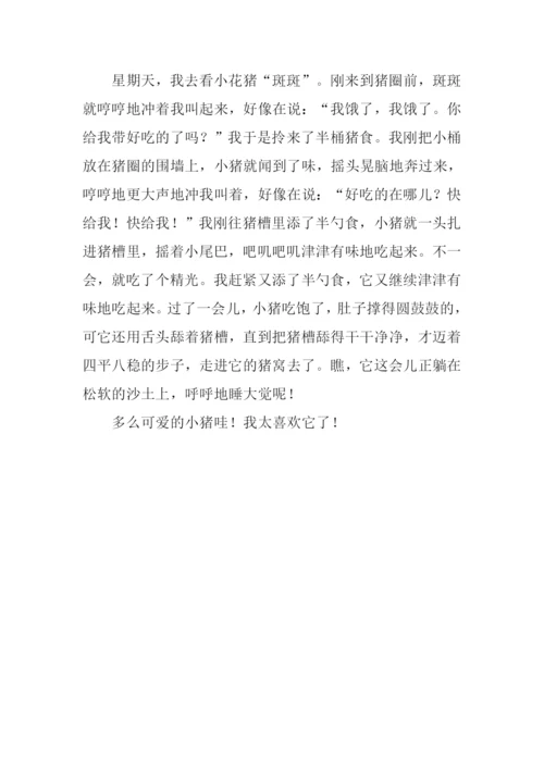 小动物作文350字.docx
