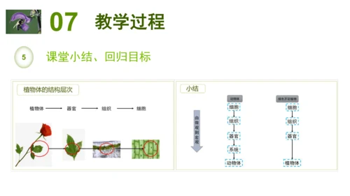 2.2.3植物体的结构层次 【说课课件】2023--2024学年人教版生物七年级上册(共42张PPT