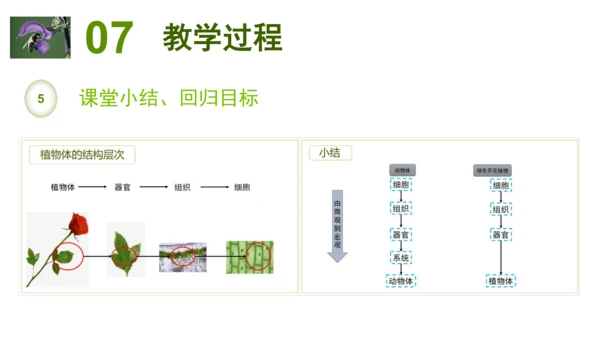 2.2.3植物体的结构层次 【说课课件】2023--2024学年人教版生物七年级上册(共42张PPT