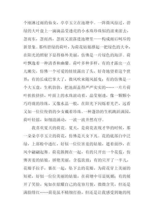 关于荷花的作文.docx