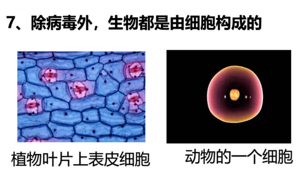 1.1.1生物的特征课件人教版生物七年级上册课件(共29张PPT)