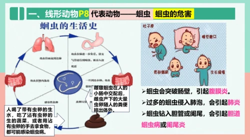 5.1.2线形动物和环节动物课件-人教版生物八年级上册(共47张PPT)