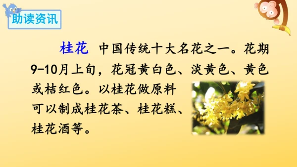 3 桂花雨   课件