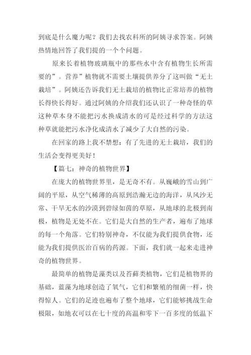 神奇的植物作文.docx