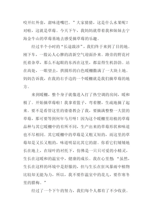 摘草莓的作文500字.docx