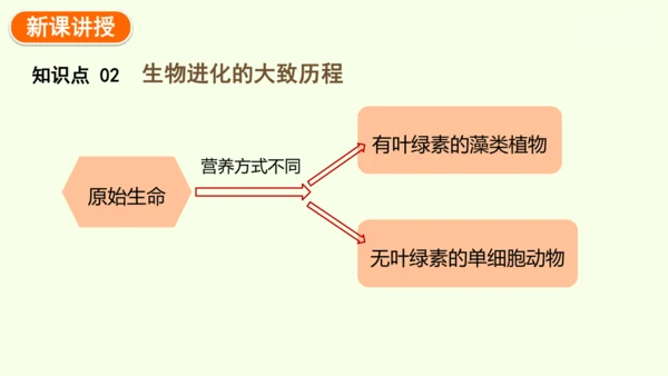 7.3.2生物进化的历程-八年级生物人教版下学期同步精品课件(共34张PPT)