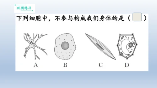 人教版生物七年级上册第一单元《生物与细胞》单元复习课件(共53张PPT)