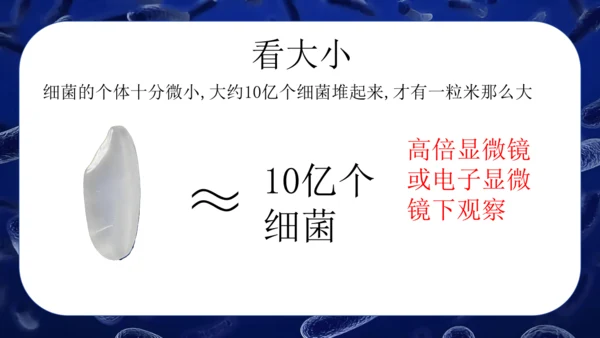 人教版生物七年级上册2.3.2《细菌》课件(共24张PPT)