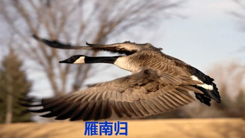 19《大雁归来》课件